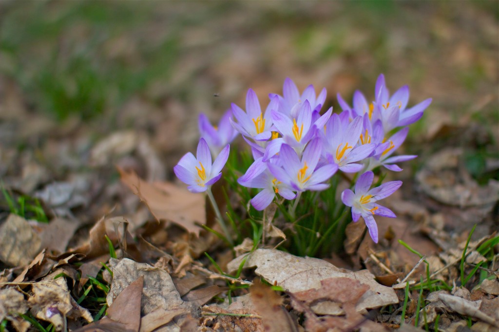 Signs of Spring: First spring flowers